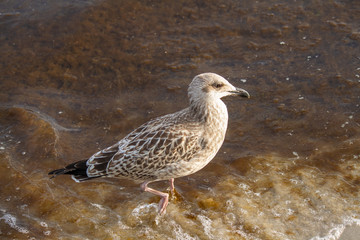 Silbermöwe (Larus argentatus) im braunen Wasser