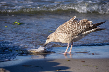 Silbermöwe (Larus argentatus) frißt am Strand