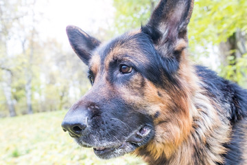 Dog German Shepherd outdoors in an autumn