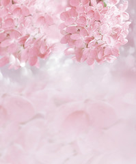 Fototapeta premium The lush bloom of pink hydrangea in the garden. Artistic tender photo.