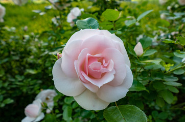 Pink rose blossom in early spring with nice fragrance in the green garden