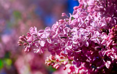 Art photo of lilac bush. Spring flowers - blooming lilac spring flowers. Spring natural blurred background. Soft focus.