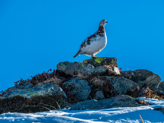 ライチョウの雌