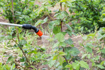 Farmer spraying toxic pesticides to berry bush in garden. Non-organic food. Garden Pest Control Spray. Selective soft focus. 