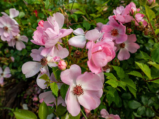 Pink rose blossom in early spring with nice fragrance in the green garden. Some are just about to open, some already drop petals