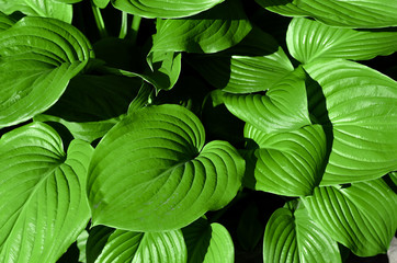 Hosta plant in the garden. Closeup green leaves background