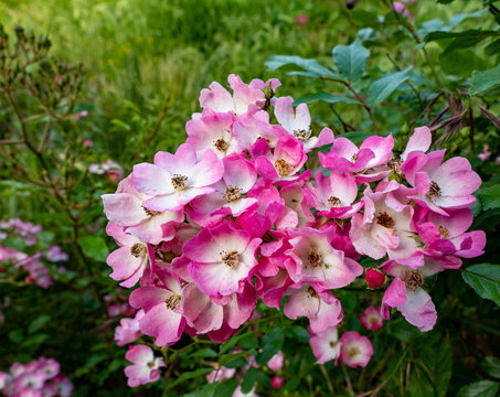 A bouget of Pink rose blossom in early spring with nice fragrance in the green garden