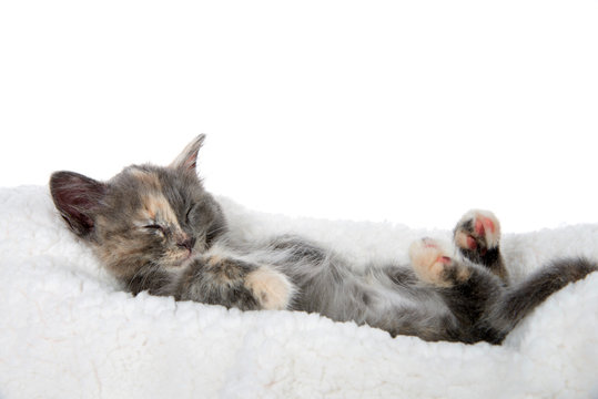 Adorable diluted tortie kitten sleeping upside down on a sheep skin blanket, paws upwards. Isolated on white background.