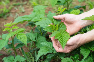 Naklejka na ściany i meble Organic agriculture growing raspberry bush with green leaves in the garden. Gardener handles and care of bush of raspberry. Close up hands, soft selective focus.