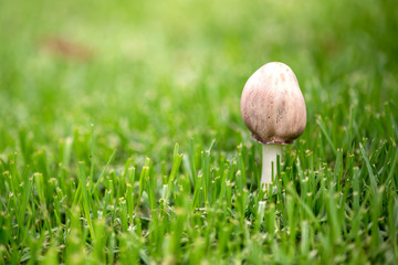 Single Mushroom Growing Amongst Grass After Rain, Concept of Growth, Loneliness