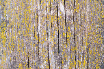 Obraz premium Old wood wall texture or background