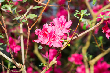 Obraz premium The aroma of flowering azaleas of white, pink, red, bard colors is spread all over the greenhouse.