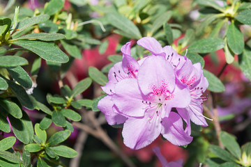 Obraz premium The aroma of flowering azaleas of white, pink, red, bard colors is spread all over the greenhouse.