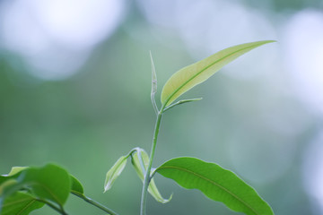 leaf on green background