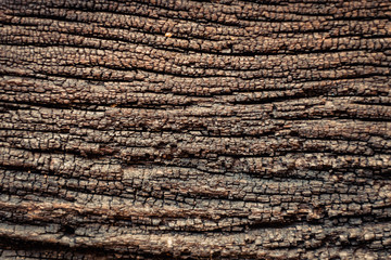 Tree bark texture background. natural.