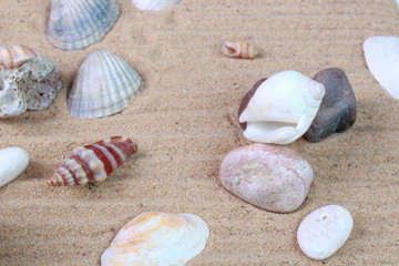 various seashells in the sand in the studio