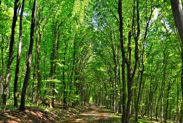 a dirt road in green forest