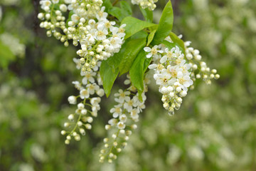 Flowering branch of cherry on a blurred green background. Hanging down branch, clusters of white flowers with raindrops, fresh green leaves.