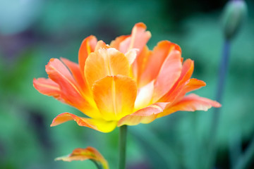 big orange tulip flower closeup view on blurred green outdoor nature background
