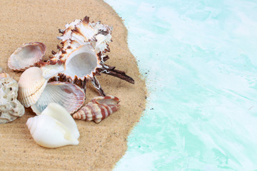 Fototapeta na wymiar various seashells in the sand in the studio