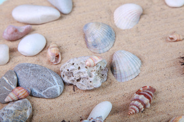 various seashells in the sand in the studio