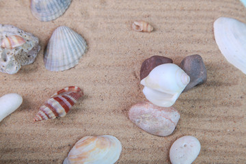 various seashells in the sand in the studio