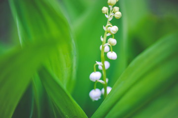 Beautiful lilies of the valley bloom in the forest