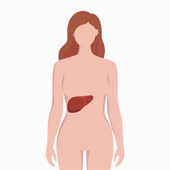 Fototapeta premium Liver on woman body silhouette vector medical illustration isolated on white background. Human inner organ placed in bady infographic elements in flat design.