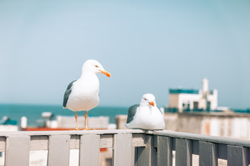 mouette et goeland en bords de mer