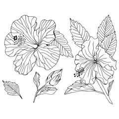 Vector set of hibiscus flower element