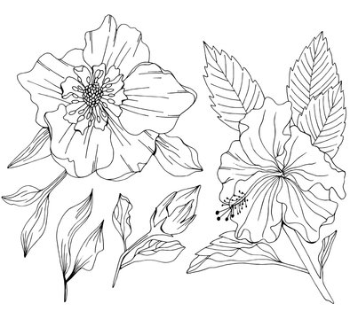 Vector set of hand drawn flowers and leaves