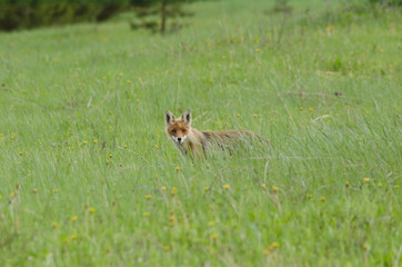 fox in the wild, beautiful animal