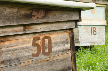 apiary with the hives, beekeeping and spring nature