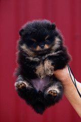 the dog breed pomeranian spitz