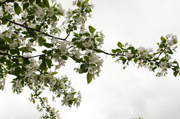 blooming apple tree in the garden