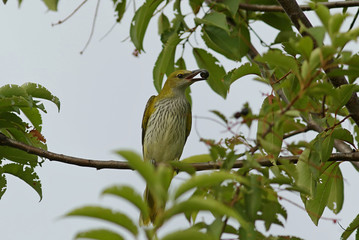 bird on a branch