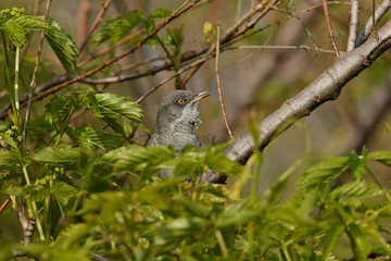 bird on a branch
