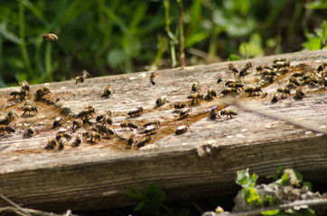 drinking bowl for bees on the apiary, water