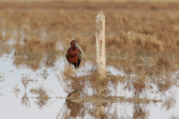 bird in the snow