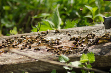 drinking bowl for bees on the apiary, water