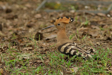 squirrel in the forest
