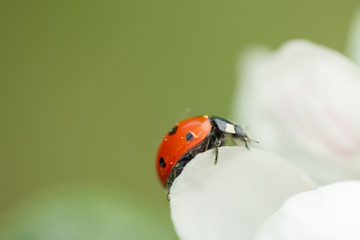 Red ladybug on apple tree flower macro close-up