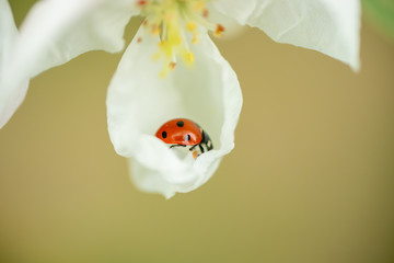 Red ladybug on apple tree flower macro close-up