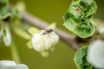 Fly on apple tree flower macro close-up