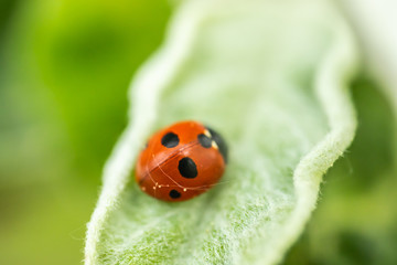Red ladybug on apple tree leaf macro close-up