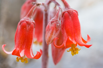 Flowers of south Africa