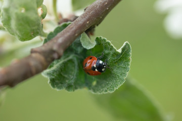 Red ladybug on apple tree leaf macro close-up