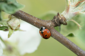 Red ladybug on apple tree branch macro close-up