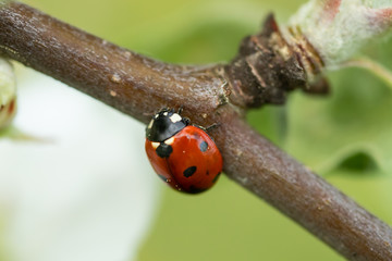 Red ladybug on apple tree branch macro close-up