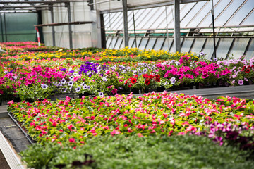 Flowers in the glasshouse in a garden center